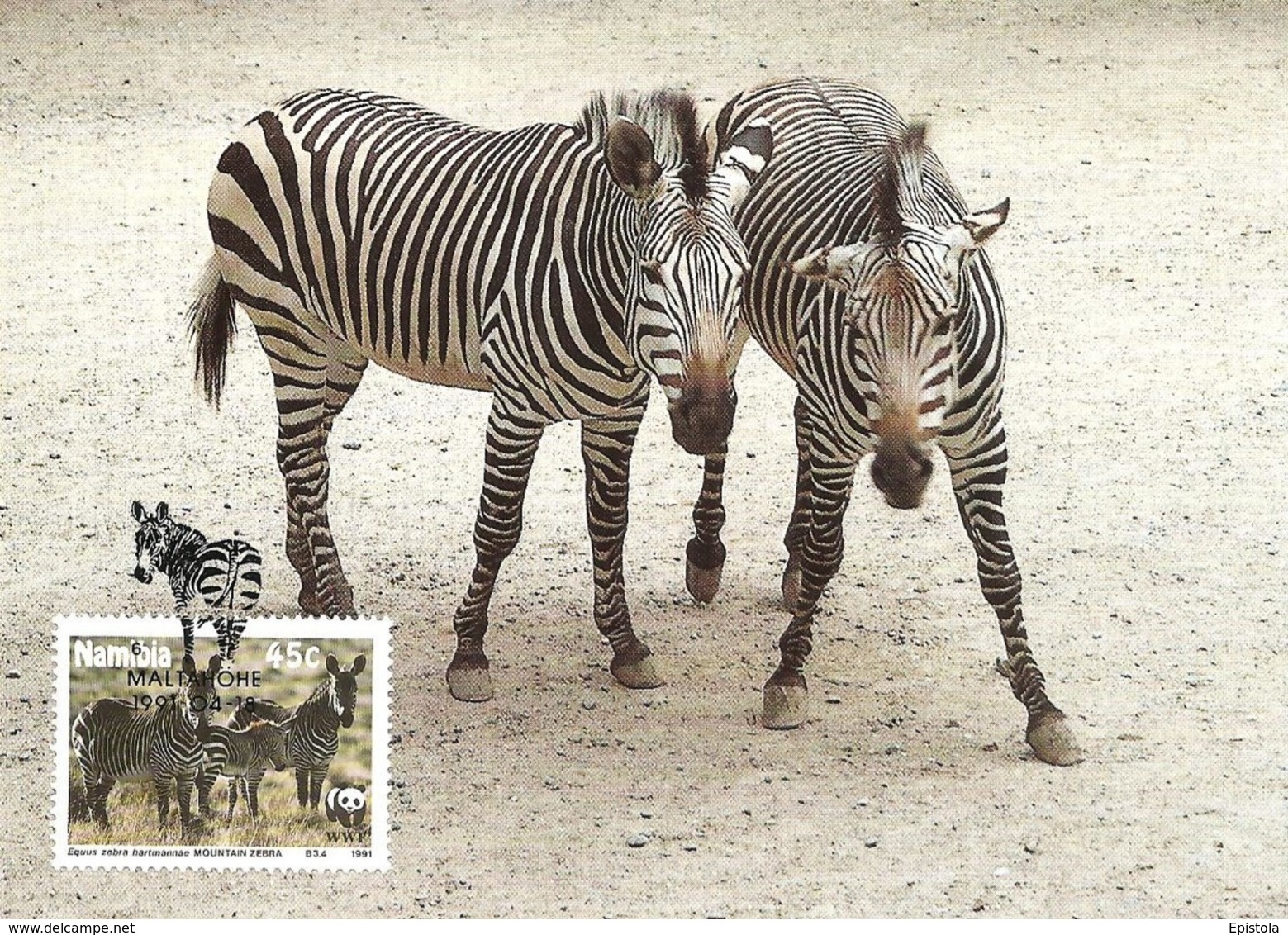 1991 - NAMIBIA - Maltahohe - Hartmann's Mountain Zebra - Zebre - Namibie