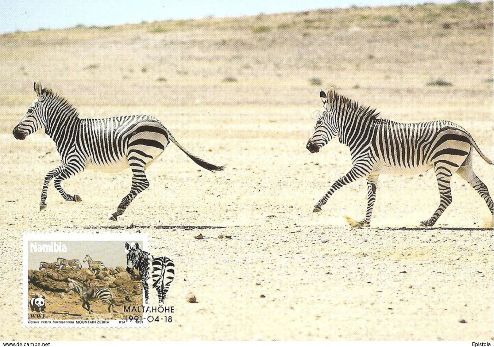 1991 - NAMIBIA - Maltahohe - Hartmann's Mountain Zebra - Zebre - Namibie