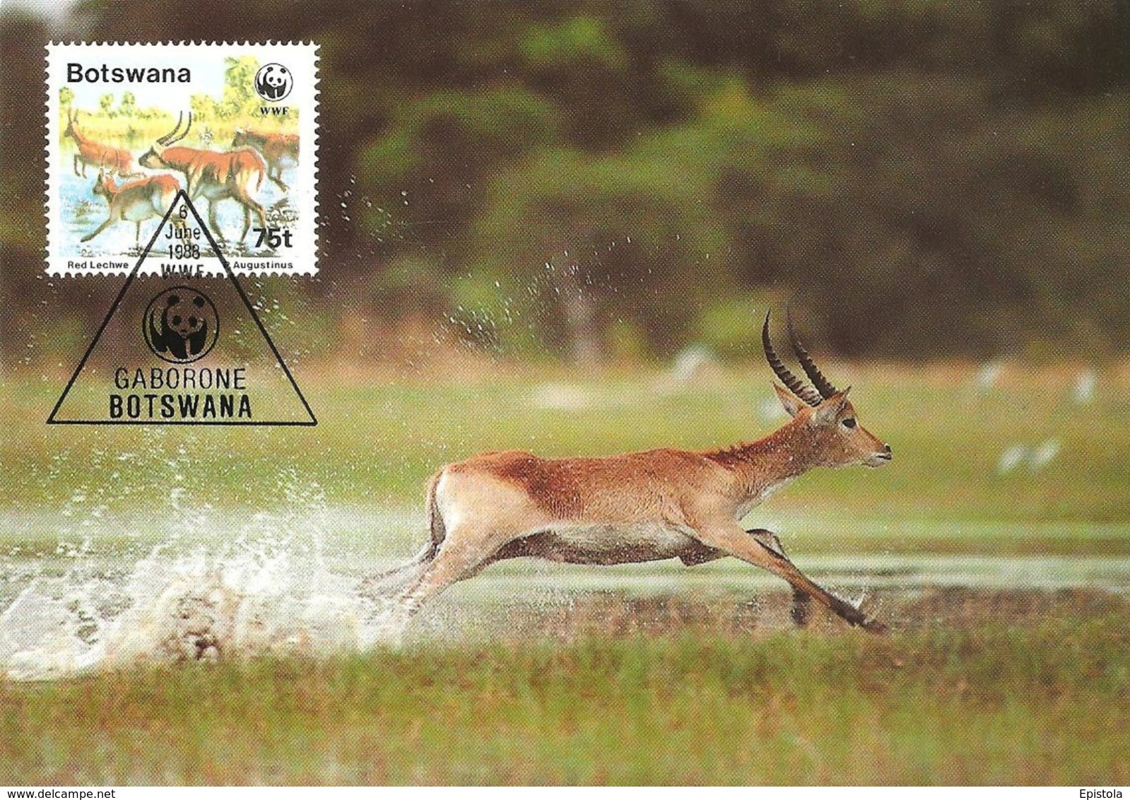 1988 - BOTSWANA GABORONE - Red Lechwe - Antilope Kobus Leche - Botsuana