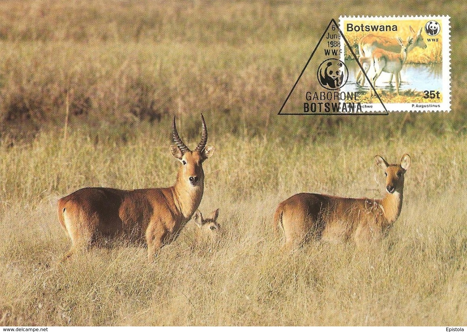 1988 - BOTSWANA GABORONE - Red Lechwe - Antilope Kobus Leche - Botswana