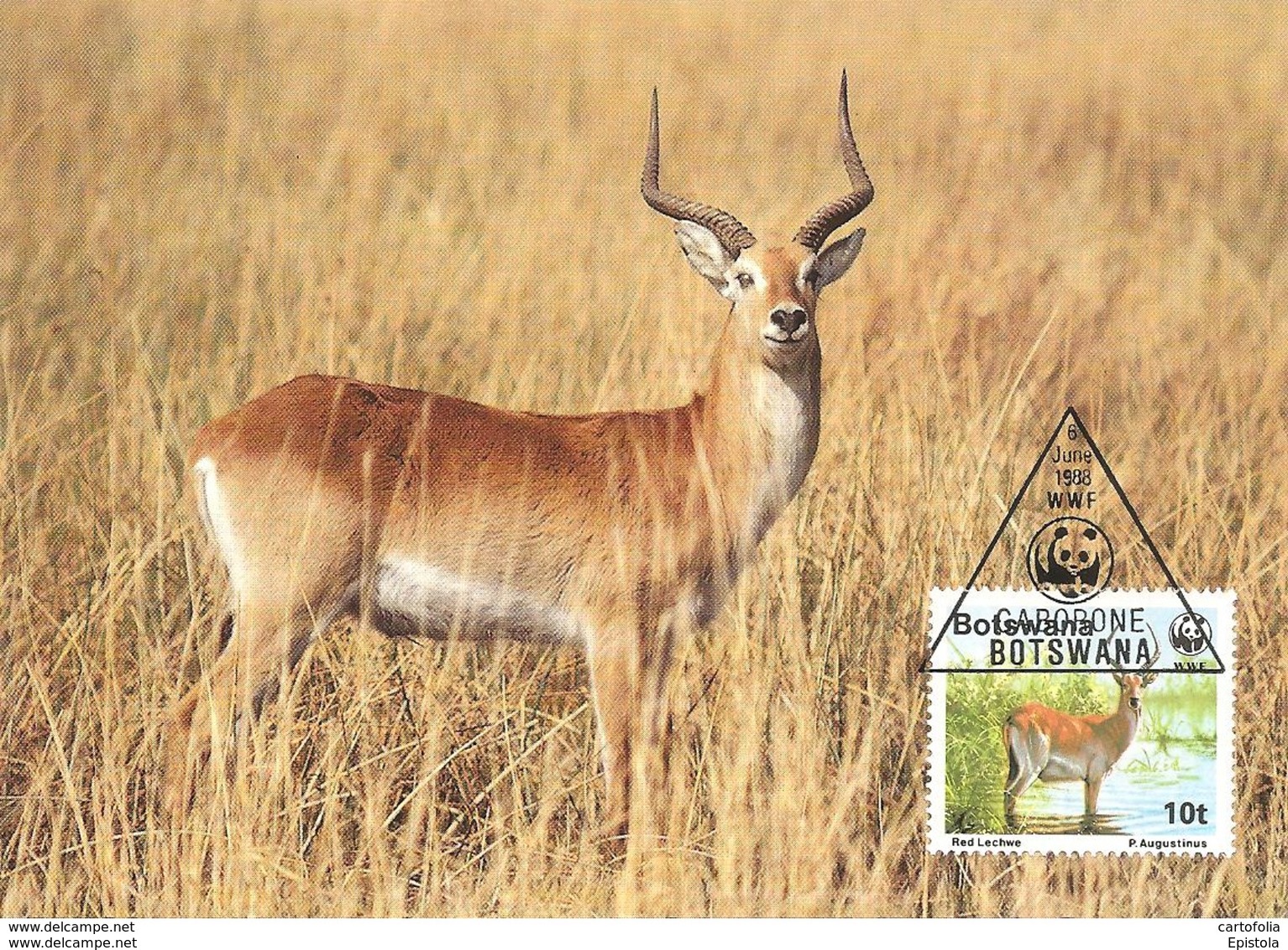 1988 - BOTSWANA GABORONE - Red Lechwe - Antilope Kobus Leche - Botswana