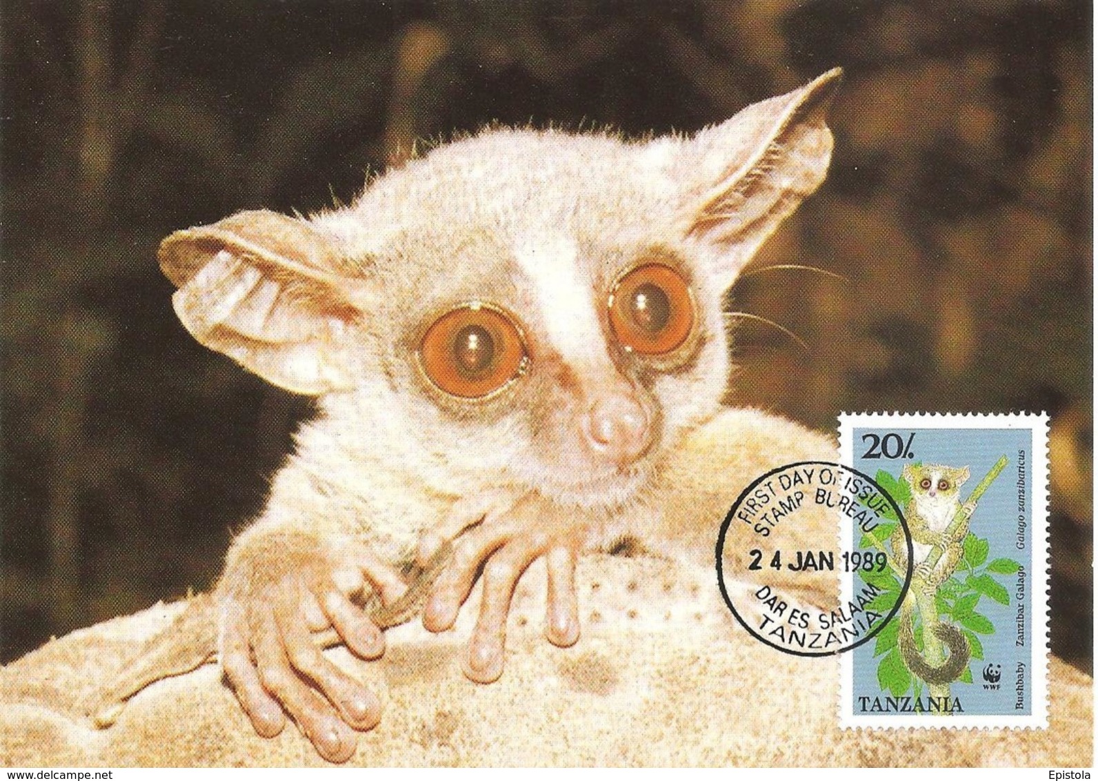 TANZANIA 1989 - DAR ES SALAAM - Lemur Zanzibar Galago - Lemurien - Tanzanie