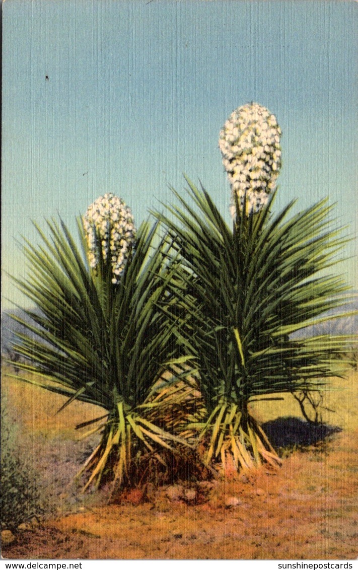 Cactus Yucca In Bloom Spanish Bayonet Curteich - Cactusses