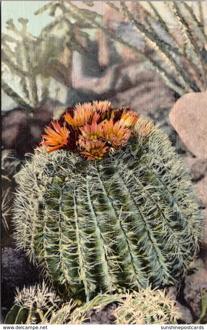 Cactus Barrel Cactus In Bloom Curteich - Cactusses