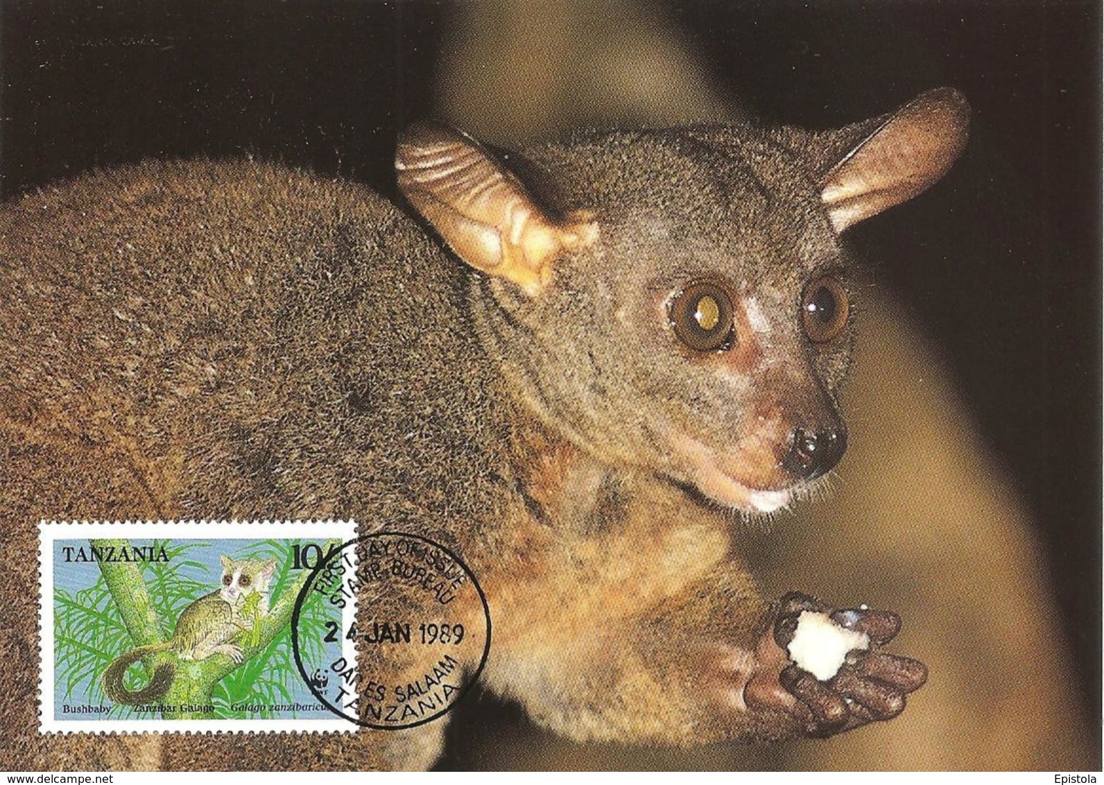 TANZANIA 1989 - DAR ES SALAAM -Lemur Thick Tailed Bushbaby - Lemurien - Tanzanie