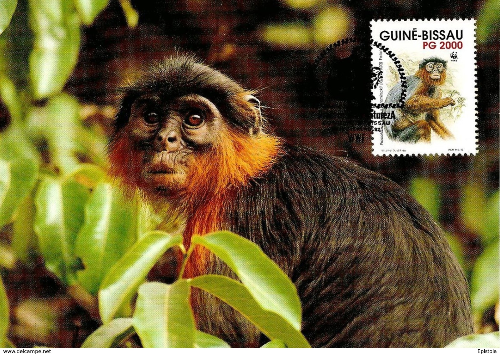 1992 - GUINE BISSAU - Western Red Colobus Monkey - Colobe Bai Singe - Guinea-Bissau