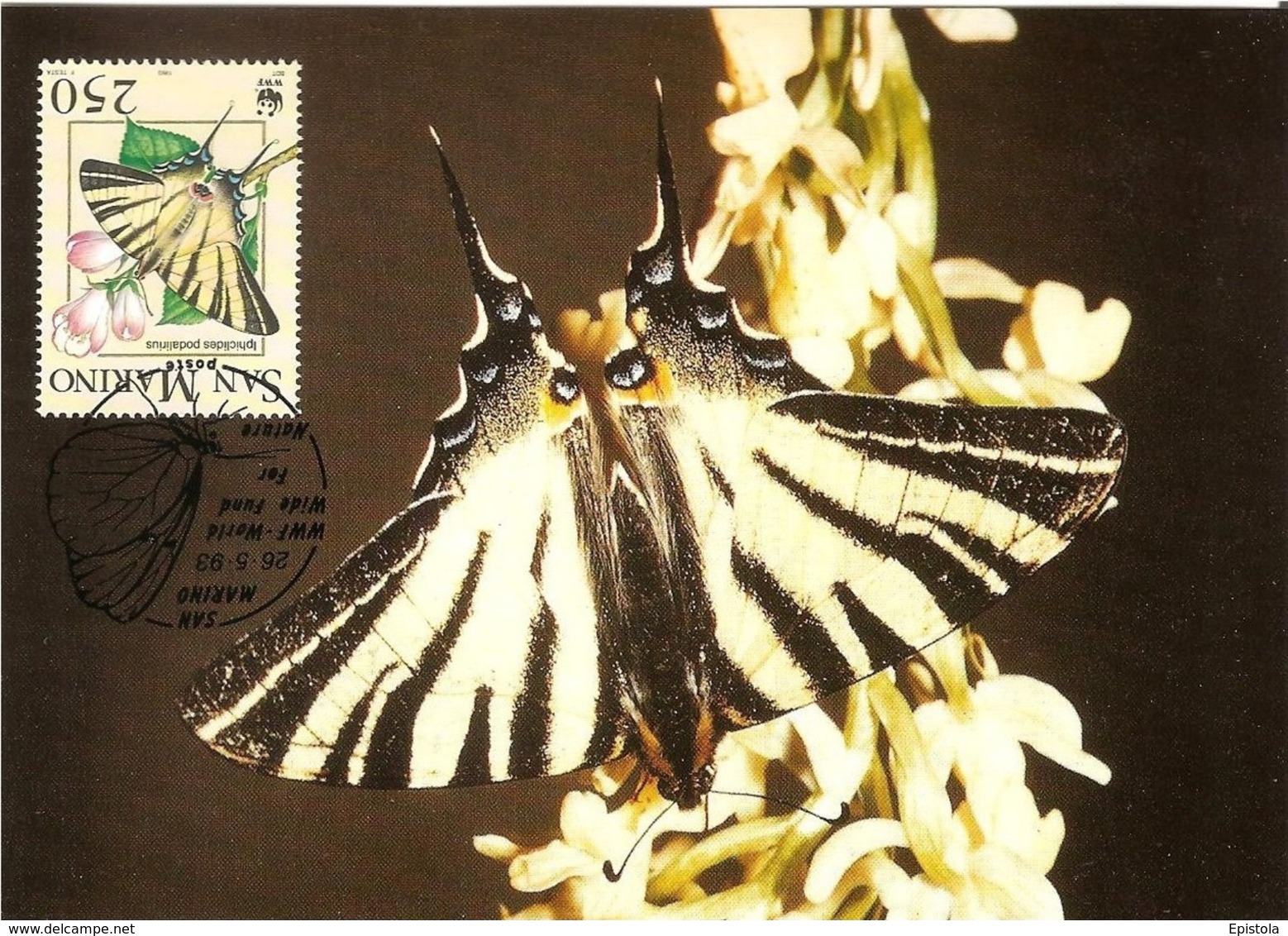 1993 - SAN MARINO - Papillon Flambé - Scarce Swallowtail - Saint-Marin