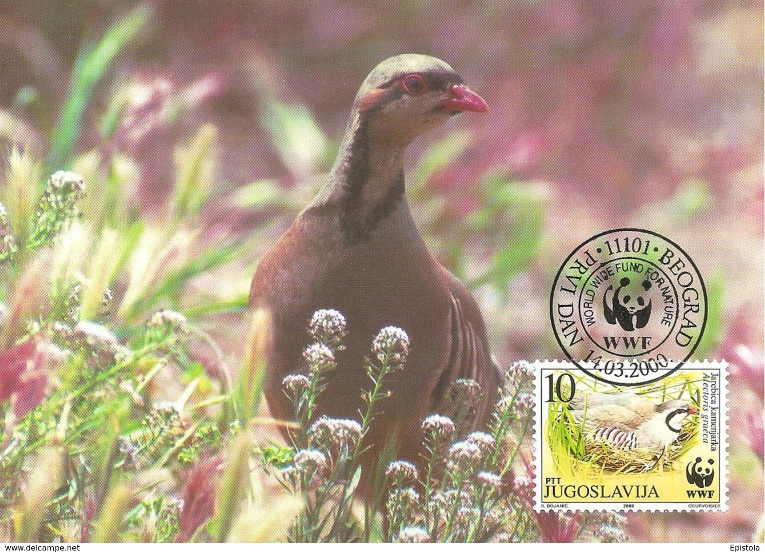 2000 - BEOGRAD - Rock Partridge - Perdrix Bartavelle WWF - Serbie