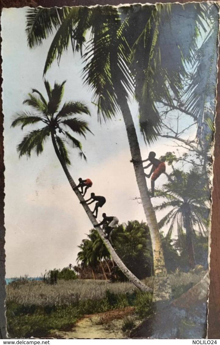 Cpsm,Guinee_Guinea La Cueillette Des Noix De Coco , Cachet Conakry 1958, Timbre AOF, éd Cogex Conakry - Guinée Française