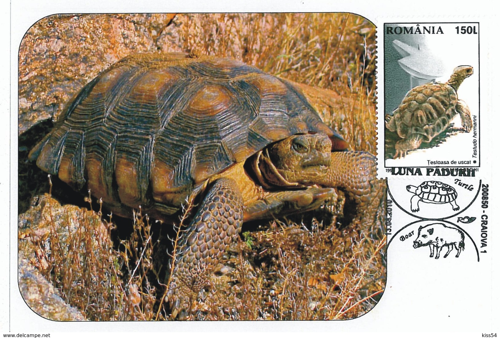 MAX 26 - 242 TURTLE, Romania - Maximum Card - 2010 - Tortues