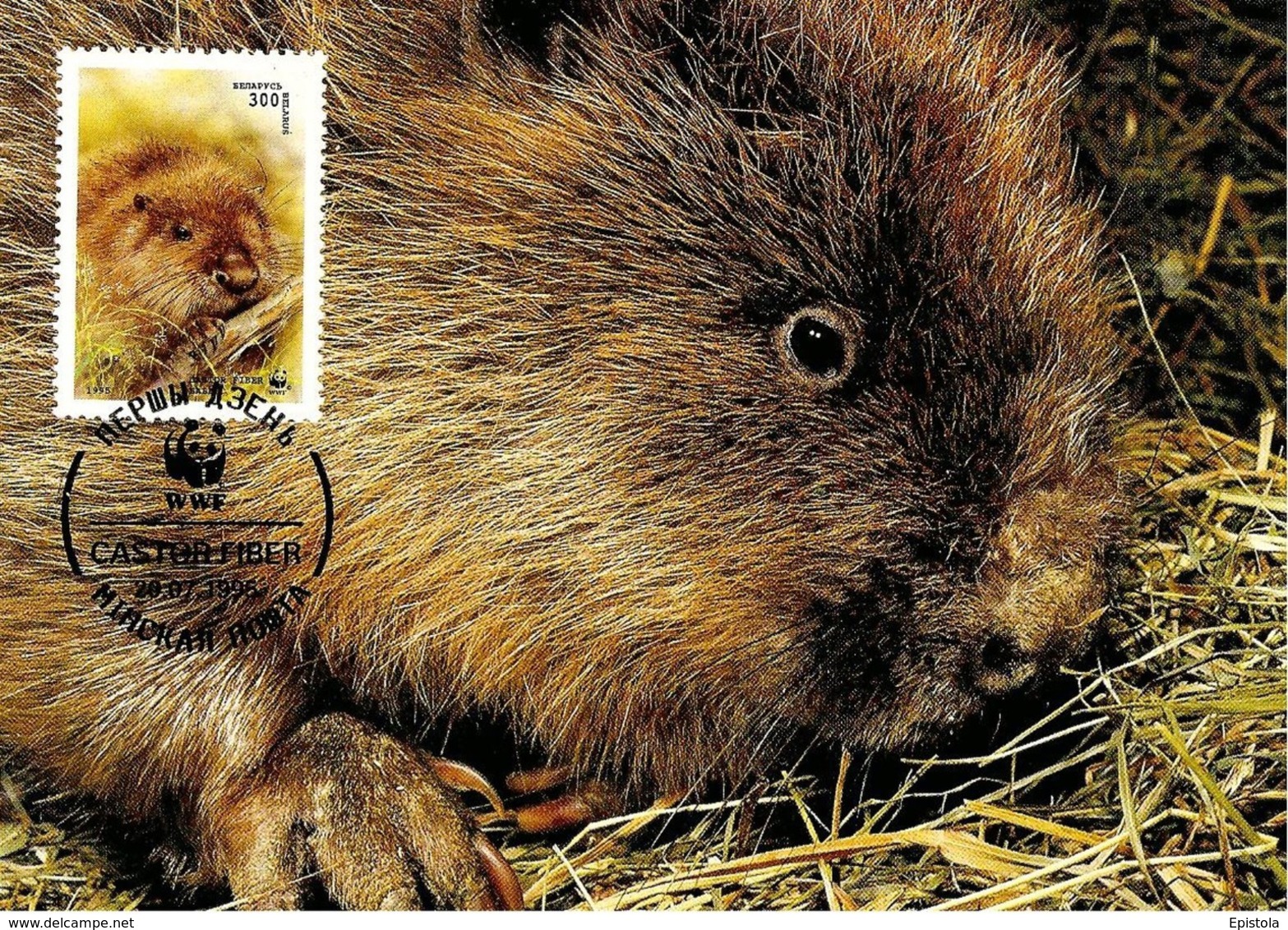 1995 - BELARUS Беларусь - Minsk Castor Fiber - European Beaver WWF - Belarus