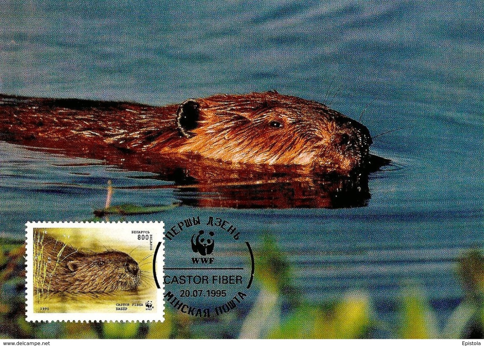 1995 - BELARUS Беларусь - Minsk Castor Fiber - European Beaver WWF - Belarus