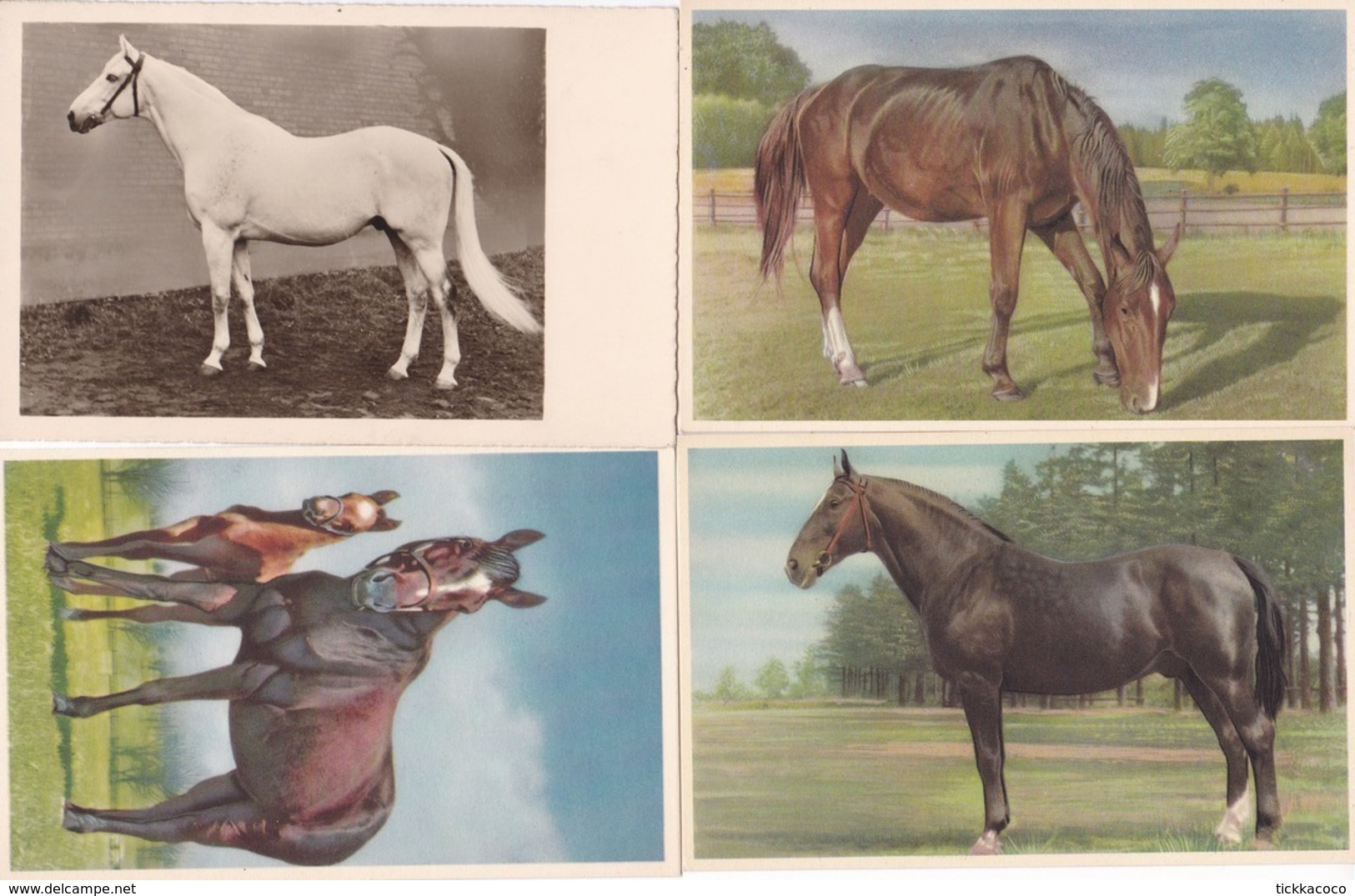 LOT DE 4 CPSM FANTAISIE  DES CHEVAUX - Horses