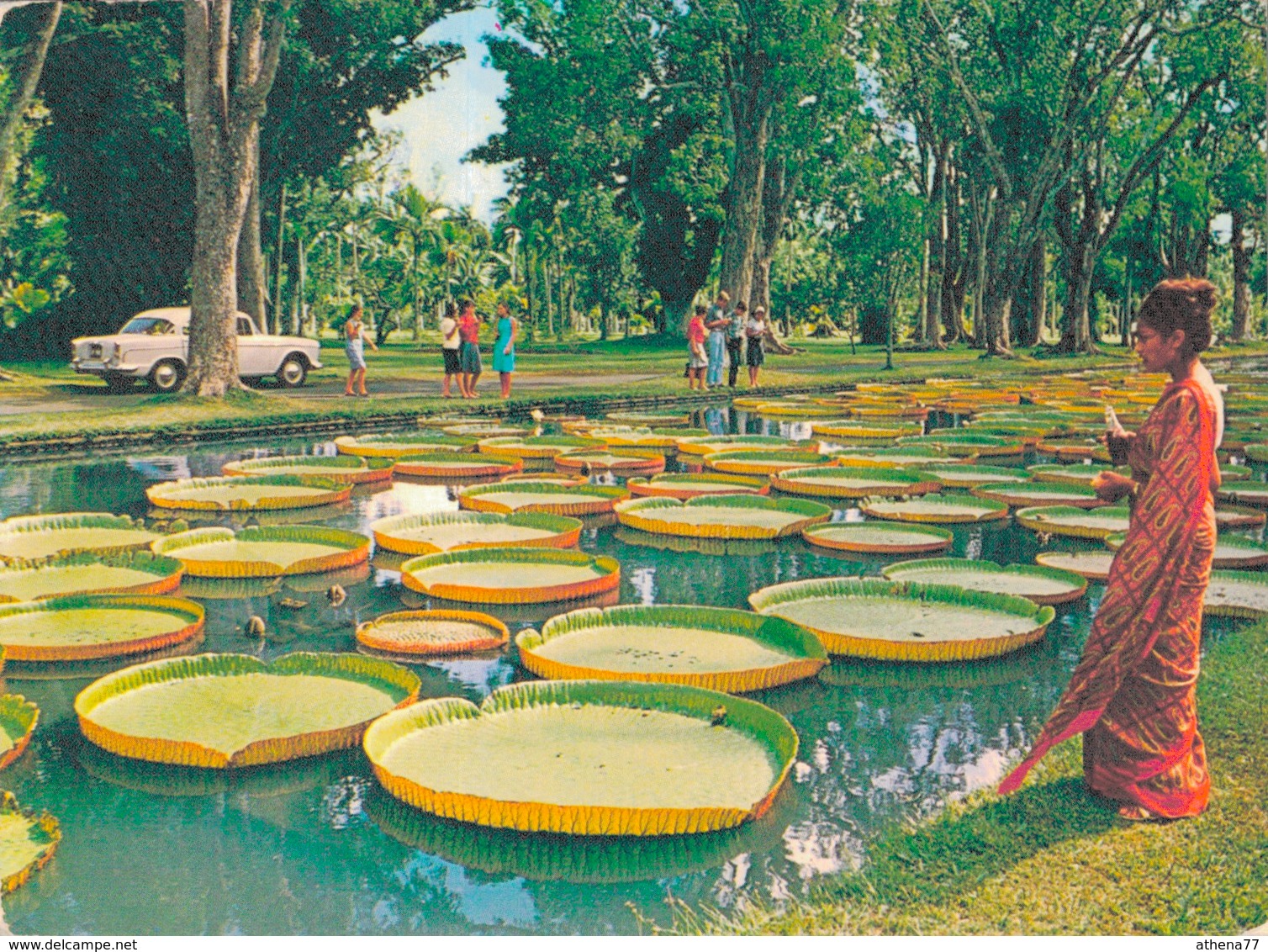 ILE MAURICE / JARDIN DES PAMPLEMOUSSES (avec BELLE PHILATELIE MAURITIUS) - Maurice