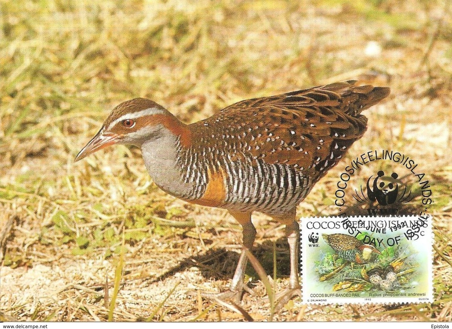 1992 - COCOS KEELING ISLANDS - Cocos Buff Banded Rail - Râle Tiklin WWF - Cocoseilanden