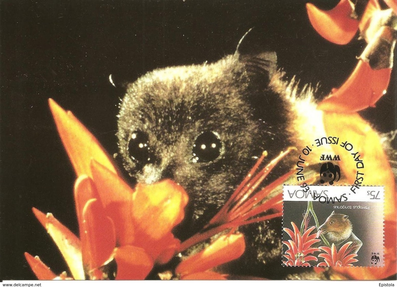 1993 - SAMOA - Tongan Fruit Bat - Chauve Souris Rousette Fructivore De TONGA - Samoa