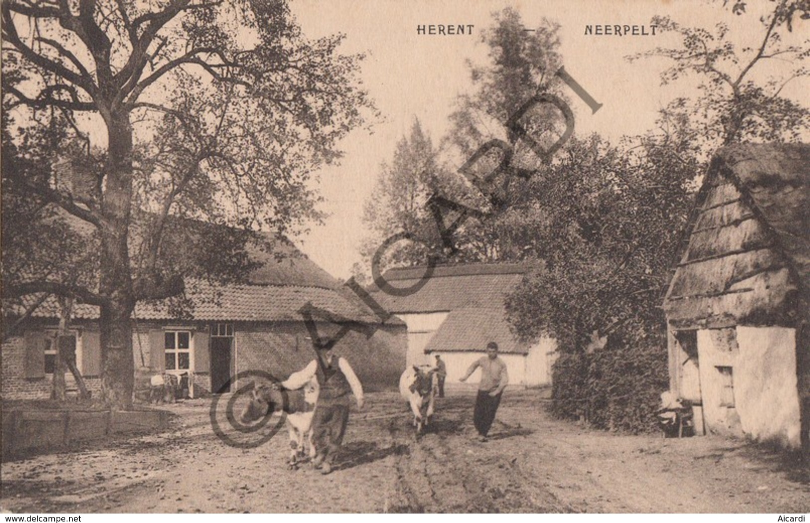 Postkaart / Carte Postale NEERPELT - Herent (A155) - Neerpelt