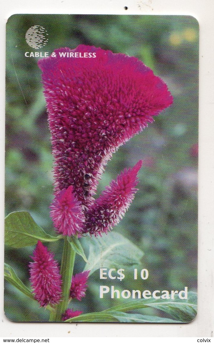 ANTIGUA & BARBUDA  TELECARTE FLEUR CELOSIA 10 EC$ - Antigua E Barbuda