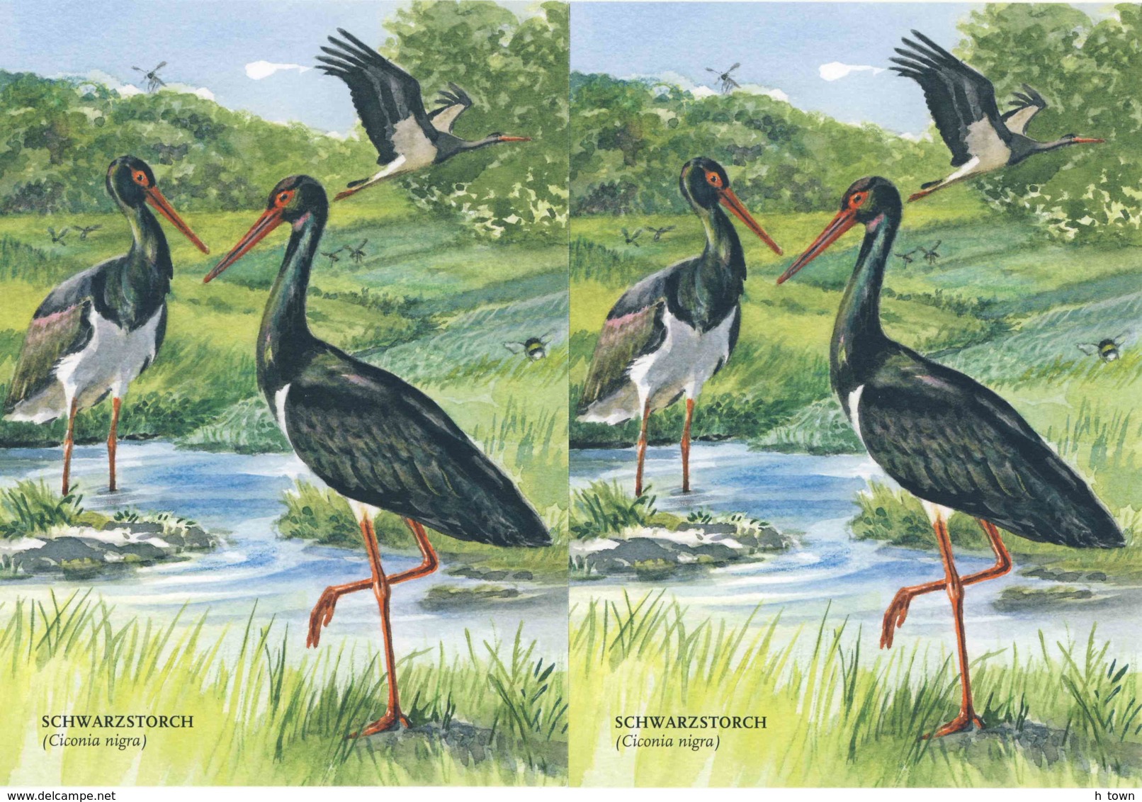 953  Cigogne Noire (Ciconia Nigra): 2 Cpa D'Allemagne - Black Stork: 2 Postcards From Germany - Oiseaux