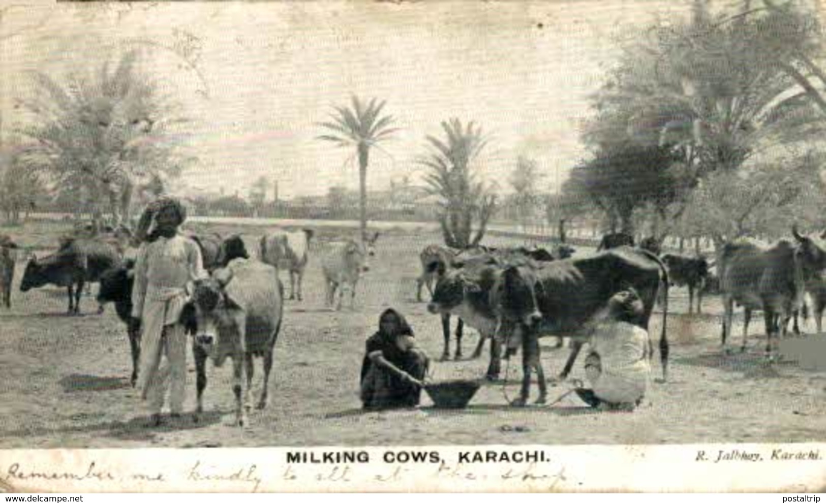 PAKISTAN. KARACHI. MILKING COWS - Pakistan