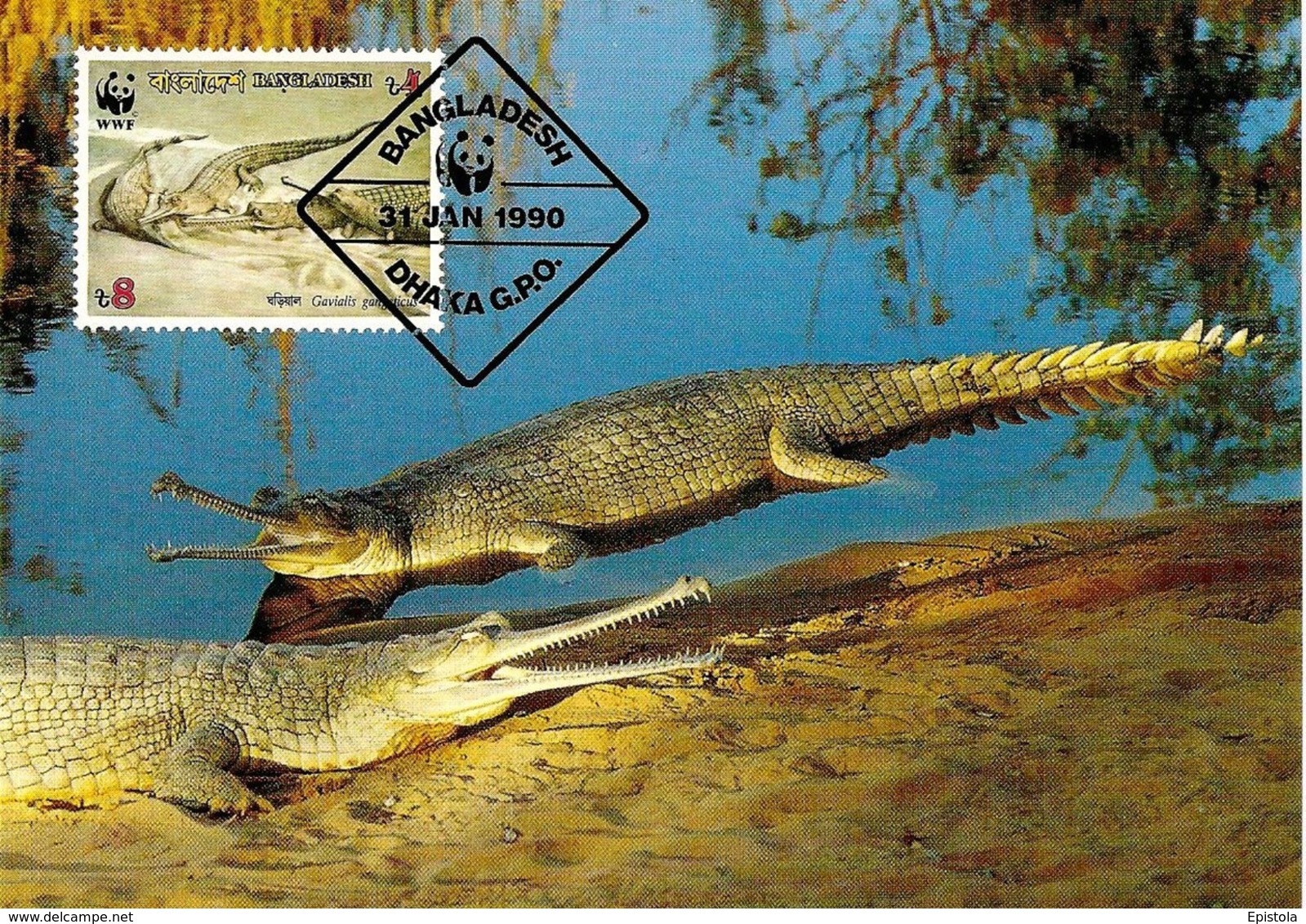 1990 - BANGLADESH - Dhaka - Gharial - Crocodile Gavial Du Gange WWF - Bangladesch