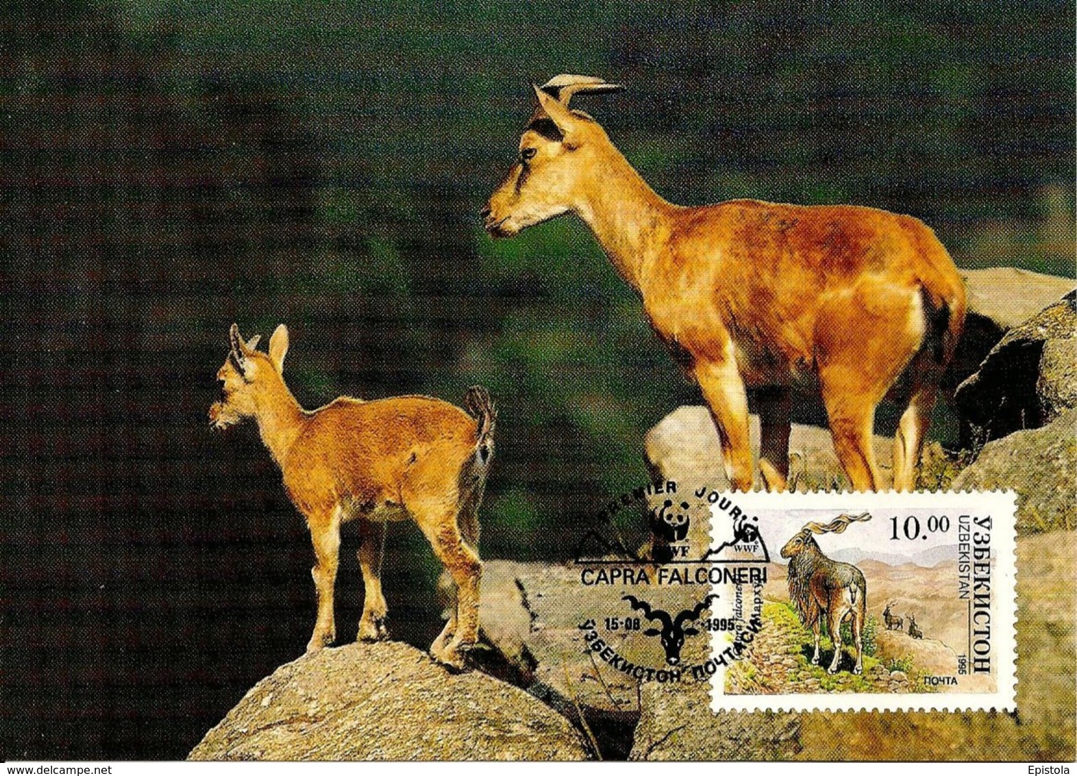 1995 - UZBEKISTAN - Ўзбекистон - Chevre D'Ouzbékistan - Markhor Goat WWF - Ouzbékistan