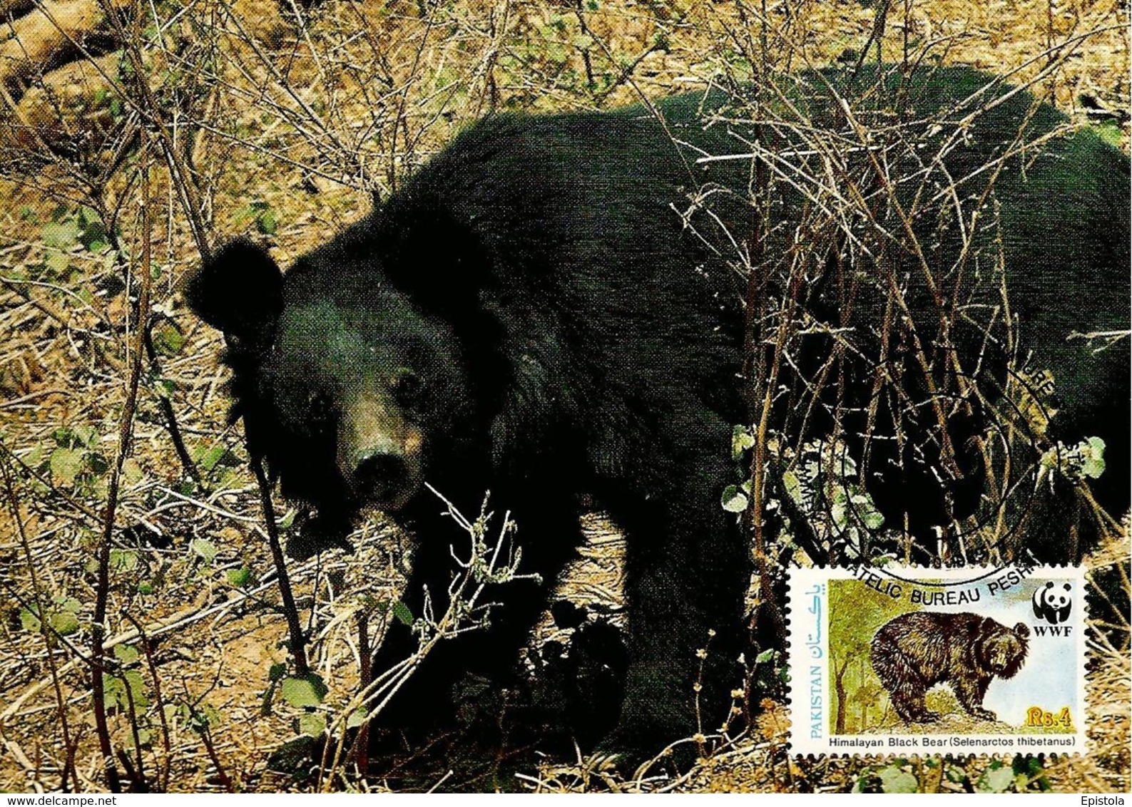 1989 - Pakistan Peshawar  -  Himalayan Black Bear, Ours Noir D'Himalaya WWF - Pakistan