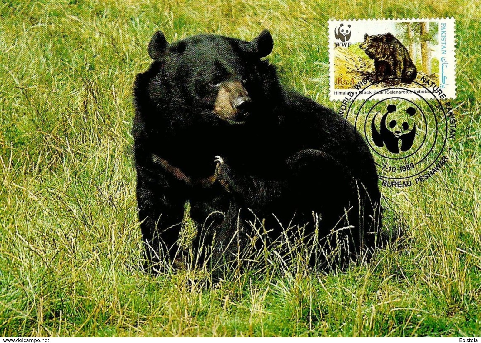 1989 - Pakistan Peshawar  -  Himalayan Black Bear, Ours Noir D'Himalaya WWF - Pakistan