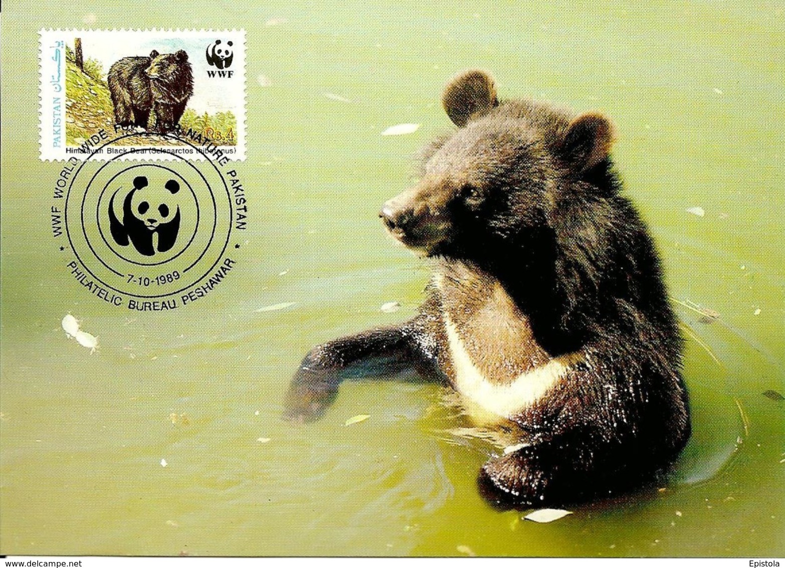 1989 - Pakistan Peshawar  -  Himalayan Black Bear, Ours Noir D'Himalaya WWF - Pakistan