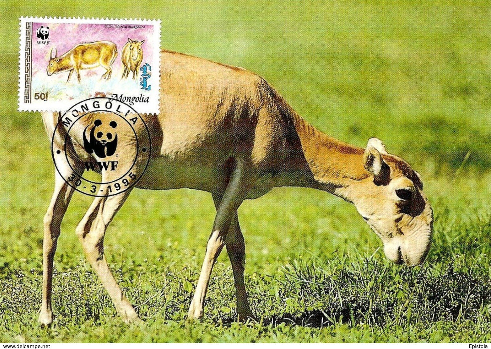 1995 - MONGOLIA - Saiga Tatarica -  Antilope Eurasiatique De Mongolie  WWF - Mongolie