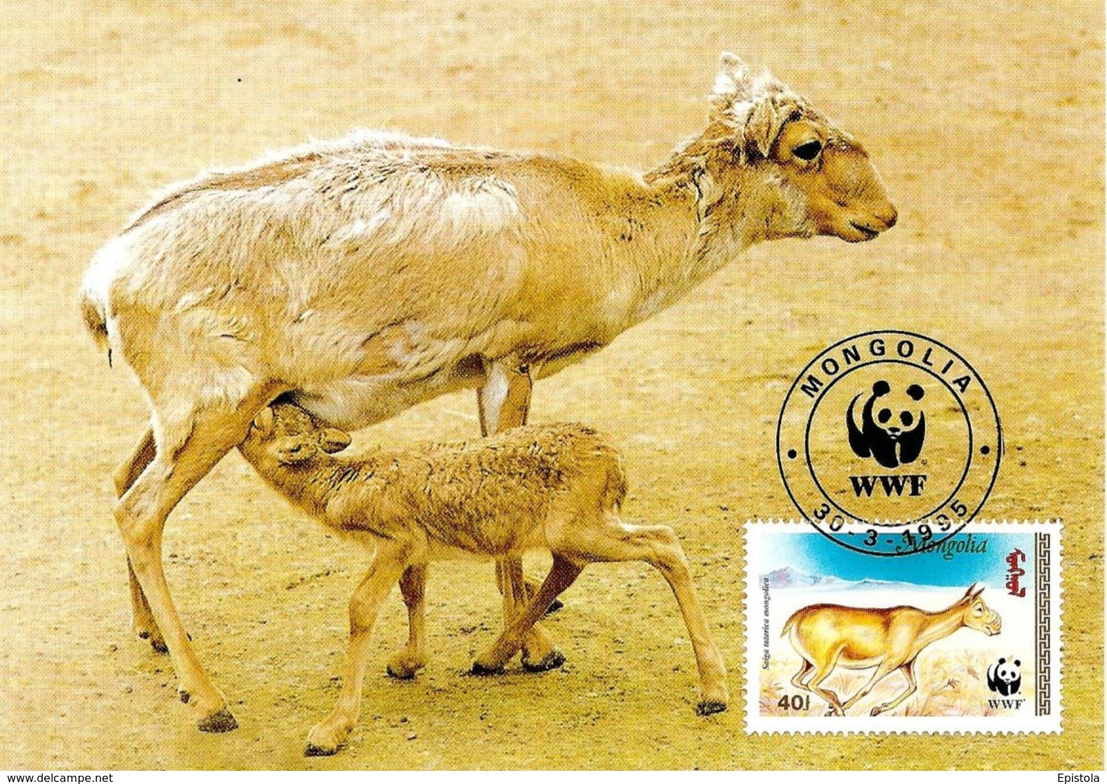1995 - MONGOLIA - Saiga Tatarica -  Antilope Eurasiatique De Mongolie  WWF - Mongolie
