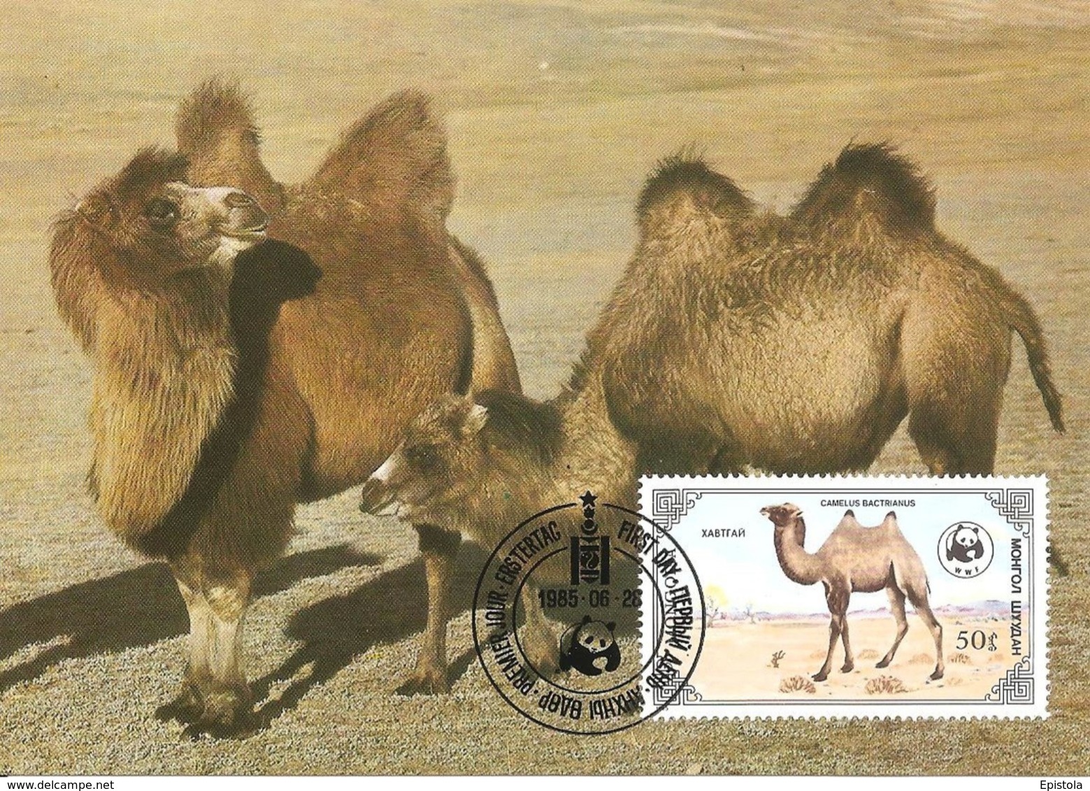 1985 - MONGOLIA -  Wild Bactrian Camel  -  Chameau Sauvage De Mongolie WWF - Mongolei