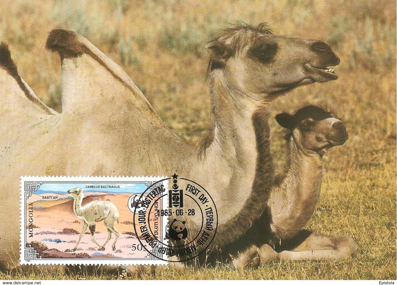 1985 - MONGOLIA -  Wild Bactrian Camel  -  Chameau Sauvage De Mongolie WWF - Mongolia