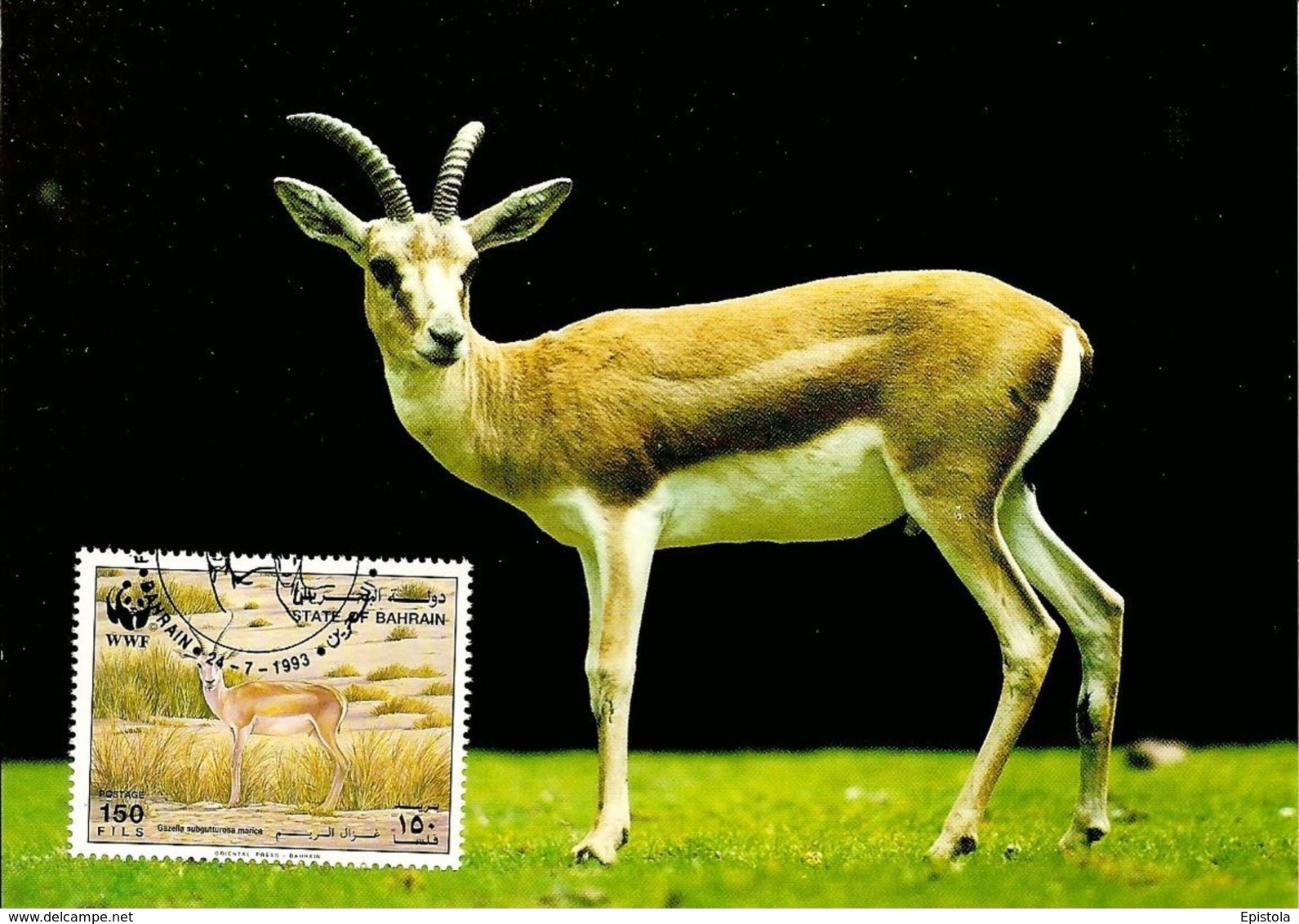 1993 - BAHRAIN - Gazelle à Goitre De Bahrein - Goitered Gazelle WWF - Bahreïn