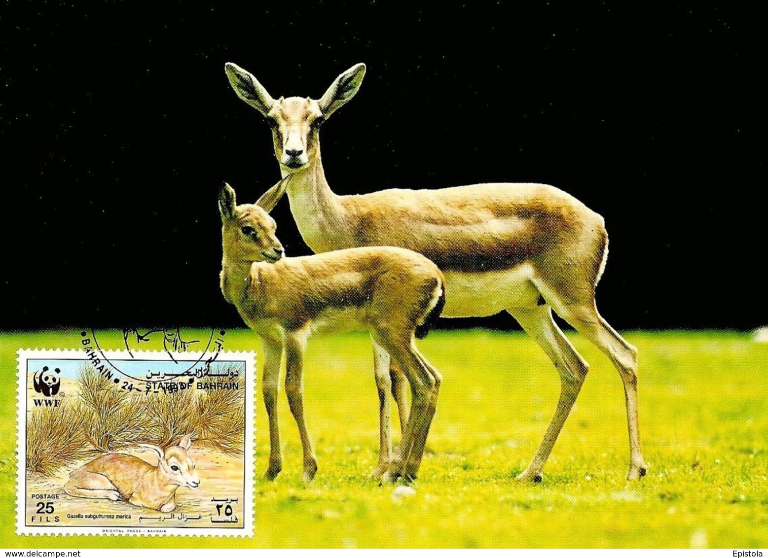 1993 - BAHRAIN - Gazelle à Goitre De Bahrein - Goitered Gazelle WWF - Bahreïn