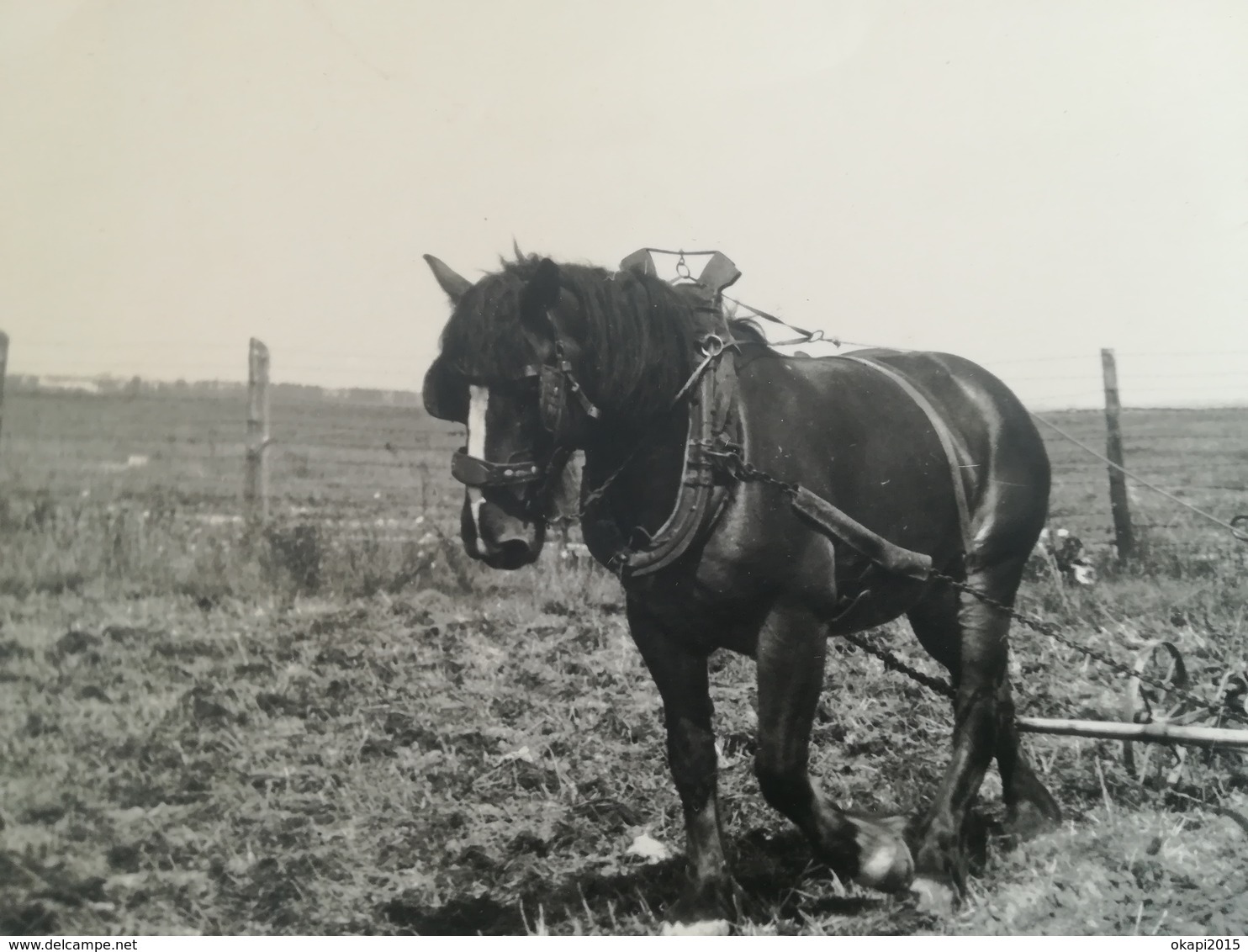 ANCIENNE TECHNIQUE AGRICOLE LABOURAGE CHAMP CHEVAL DE TRAIT HOMME FERMIER MÉTIER MILITAIRE ? BELGIQUE 7 PHOTOS - Métiers