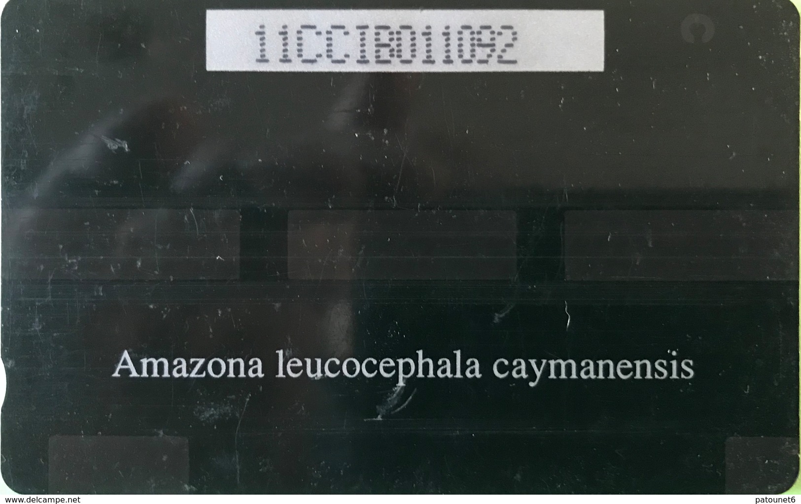 ILES CAYMAN  -  Phonecard  -  Cabble & Wirelees  - Amazona Leucocephala  -  CI $ 10 - Islas Caimán