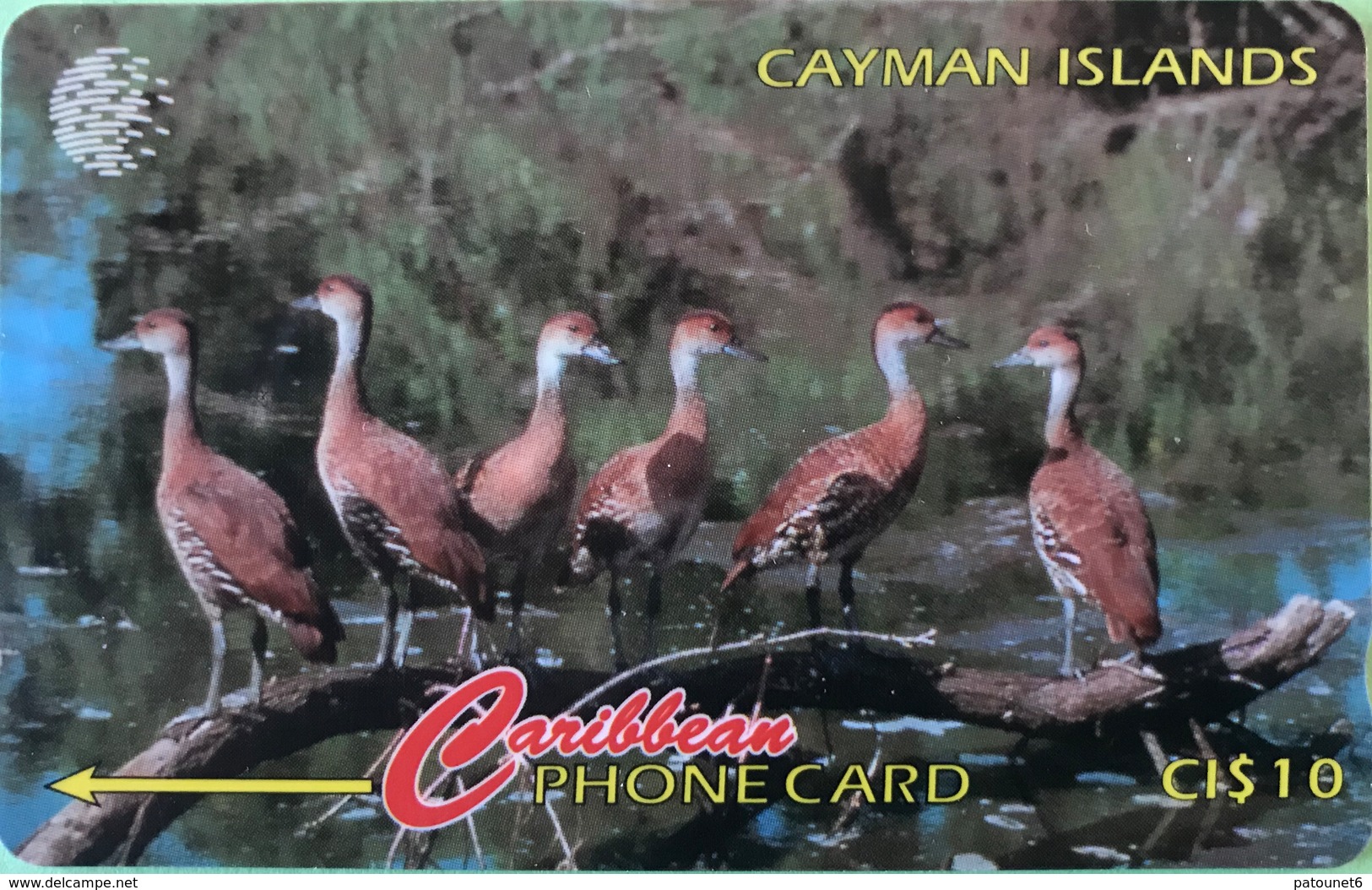 ILES CAYMAN  -  Phonecard  -  Cabble & Wirelees  -  Dendrocygna Arborea  -  CI $ 10 - Iles Cayman