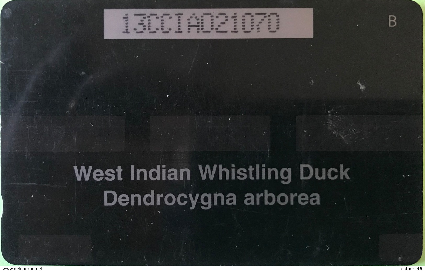 ILES CAYMAN  -  Phonecard  -  Cabble & Wirelees  -  Dendrocygna Arborea  -  CI $ 10 - Kaimaninseln (Cayman I.)