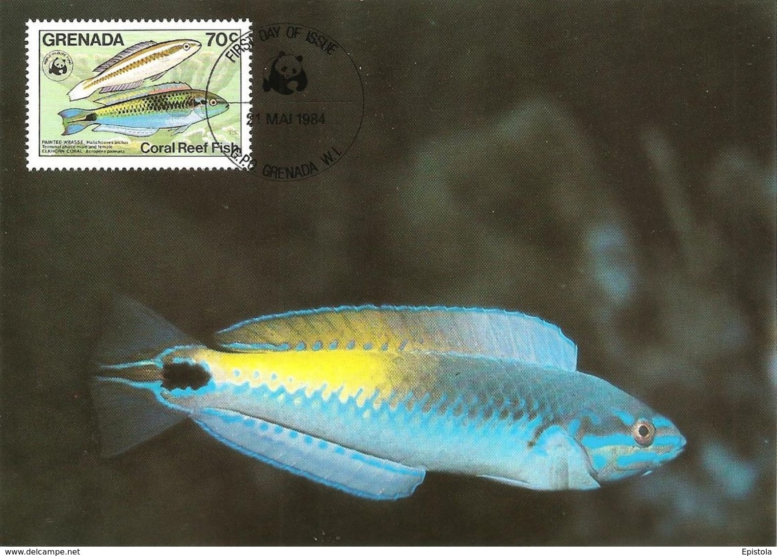 1984 - GRENADA - Ile Grenade - Coral Fleet Fish - Poisson Corail Painted Wrasse WWF - Grenada