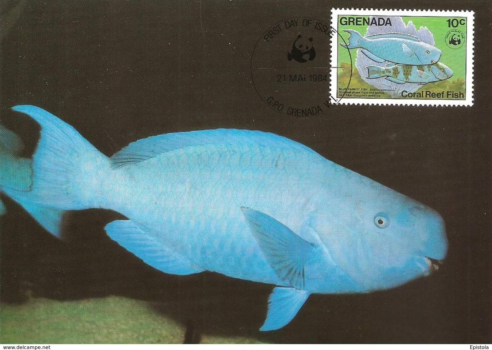 1984 - GRENADA - Ile Grenade - Blauer Papageifisch, Scarus Coeruleus, Blue Parrotfish WWF - Grenada