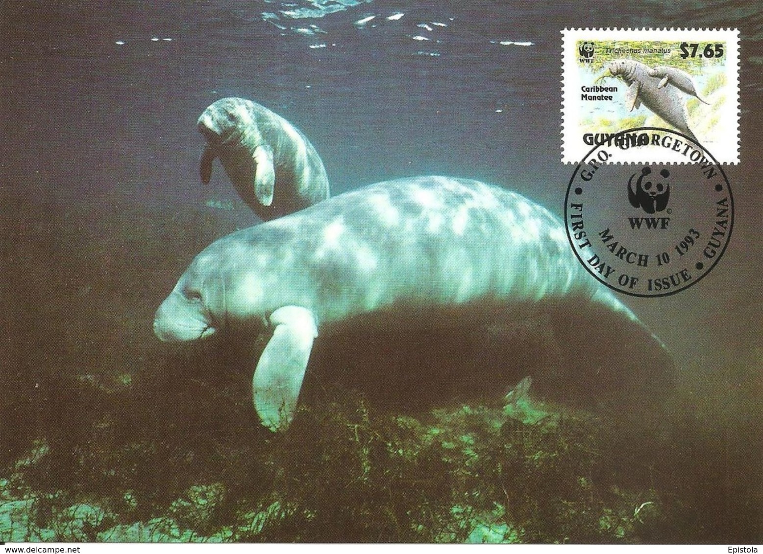 1993 - GUYANA Georgetown - Caribbean Manatee - Lamantin D'amérique Du Nord WWF - Surinam