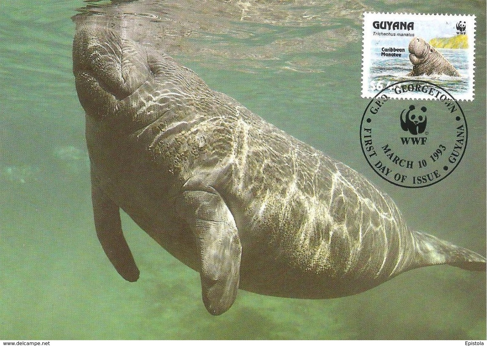 1993 - GUYANA Georgetown - Caribbean Manatee - Lamantin D'amérique Du Nord WWF - Surinam