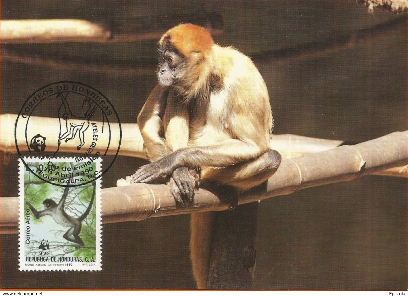 Republica De Honduras 1990 , Geoffroy`s Spider Monkey - Singe Araignée  WWF - Honduras