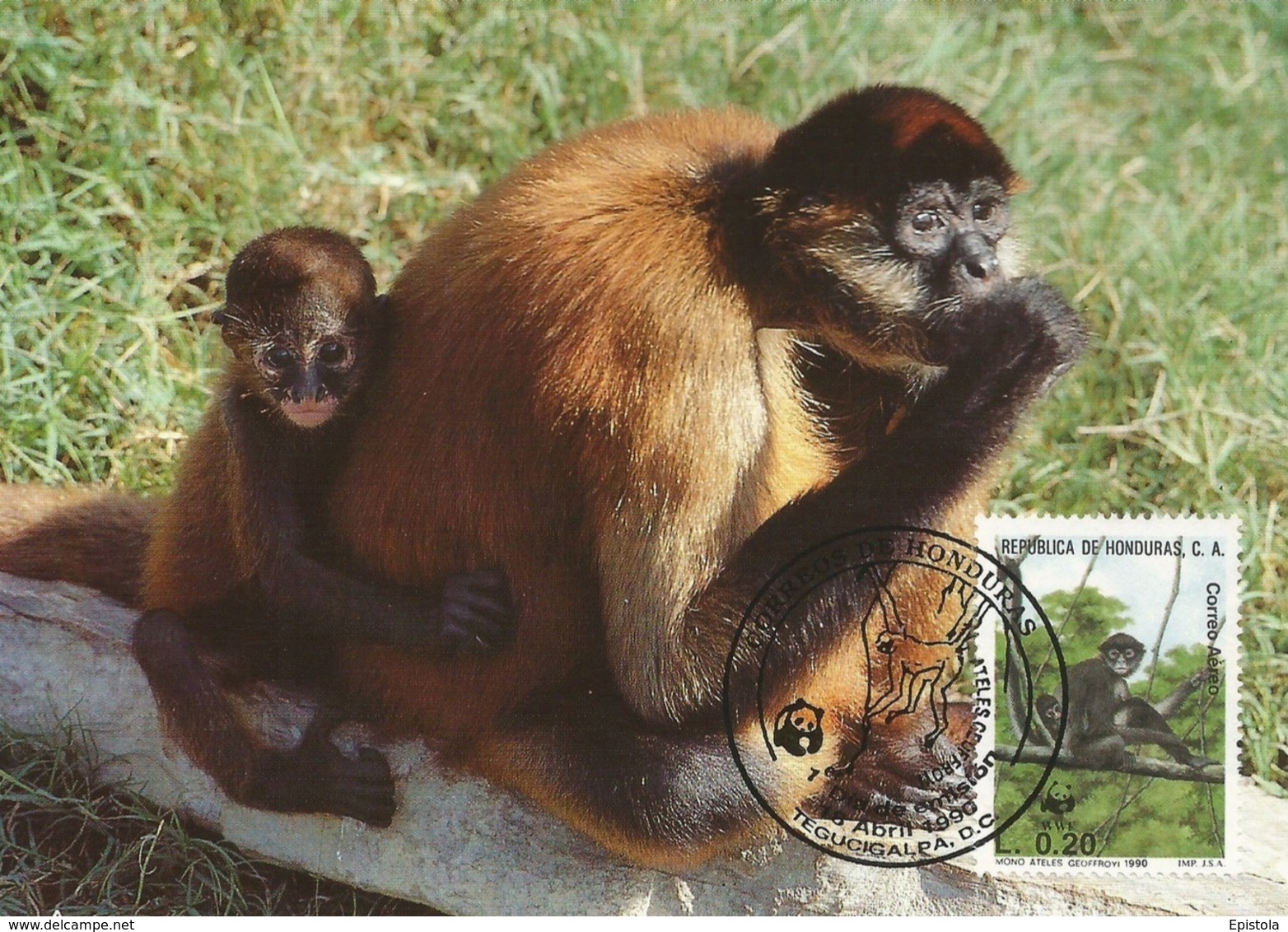 Republica De Honduras 1990 , Geoffroy`s Spider Monkey - Singe Araignée  WWF - Honduras