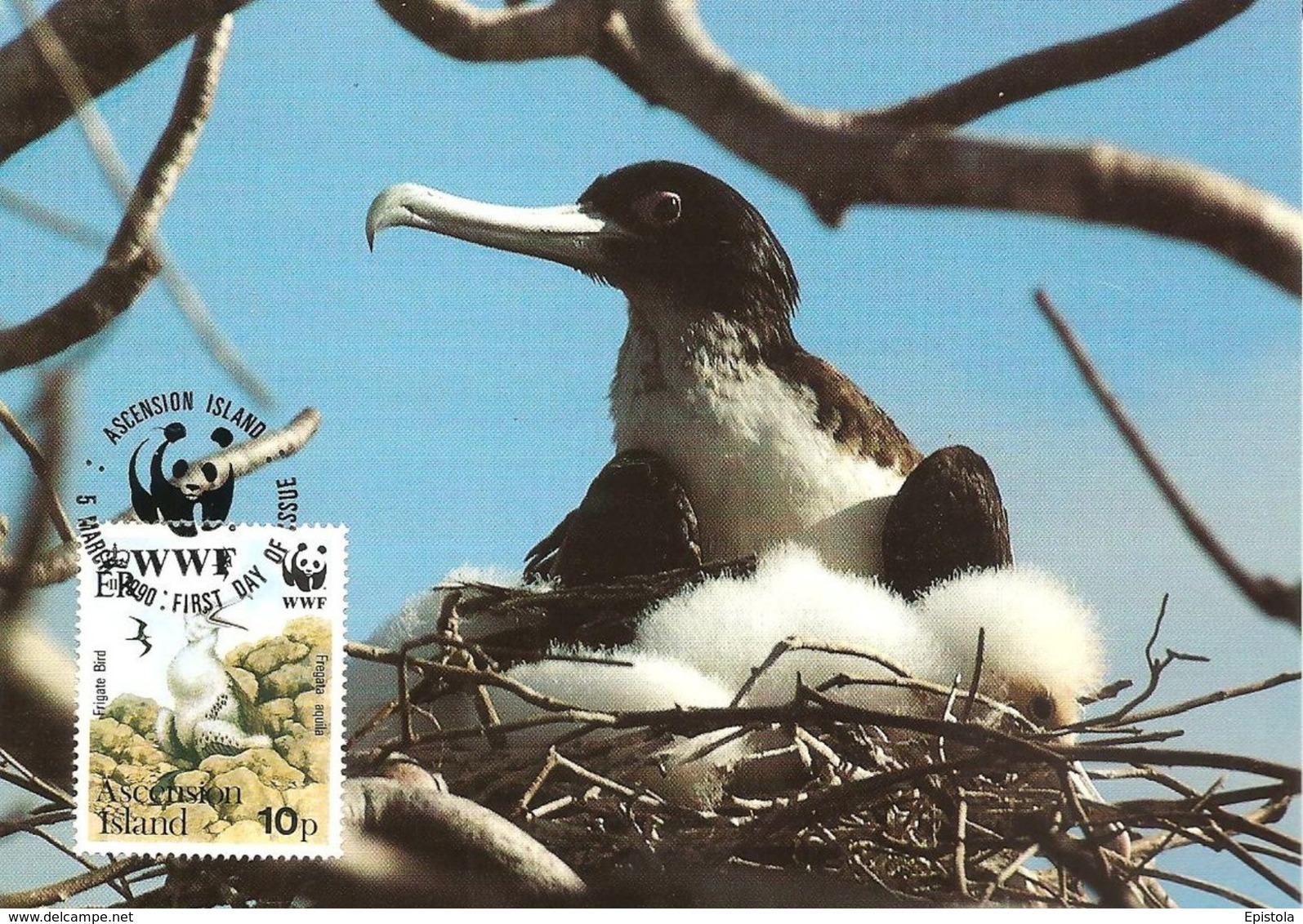 1990 - Ascension Island - Greater Frigatebird - Oiseau Fregate Nid  WWF - Ascension (Ile)