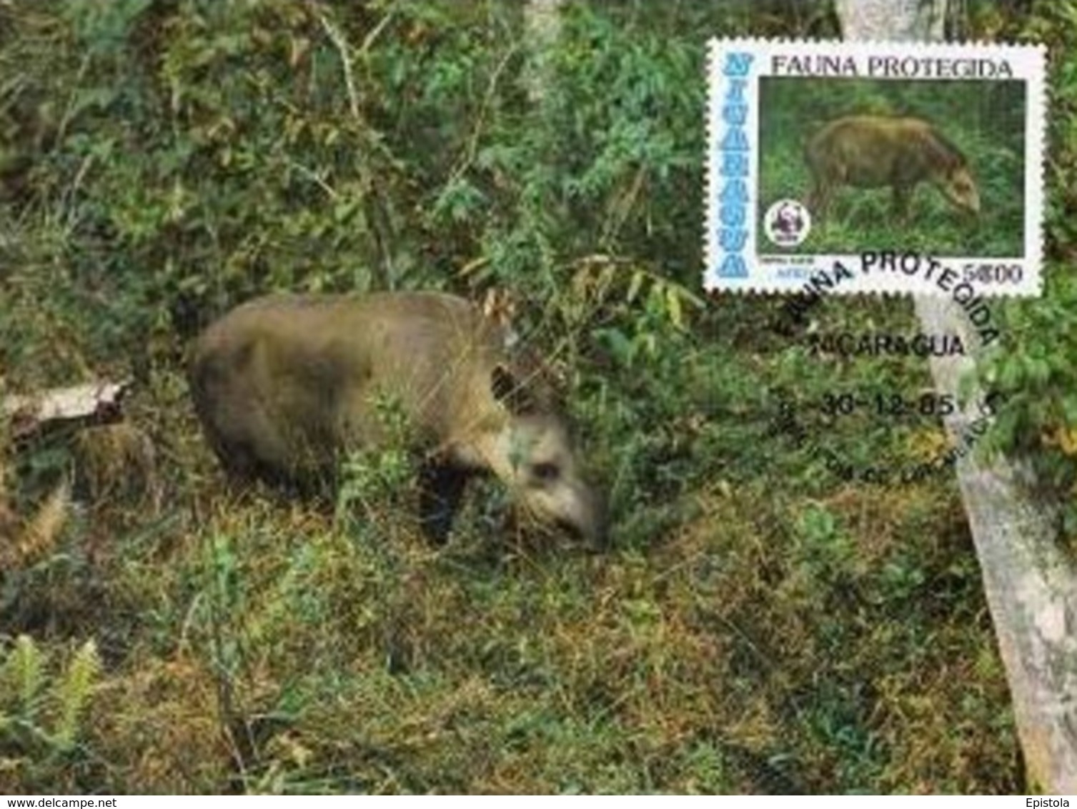 1985 - NICARAGUA - Tapir D'amerique Centrale WWF - Nicaragua