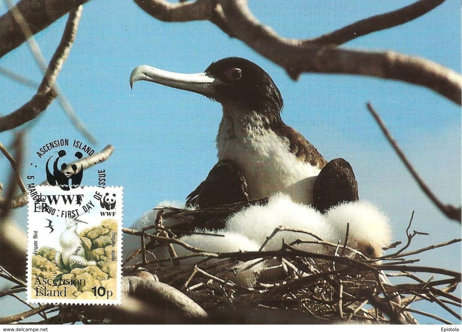 1990 - Ascension Island - Greater Frigatebird - Oiseau Fregate Nid  WWF - Ascension (Ile)