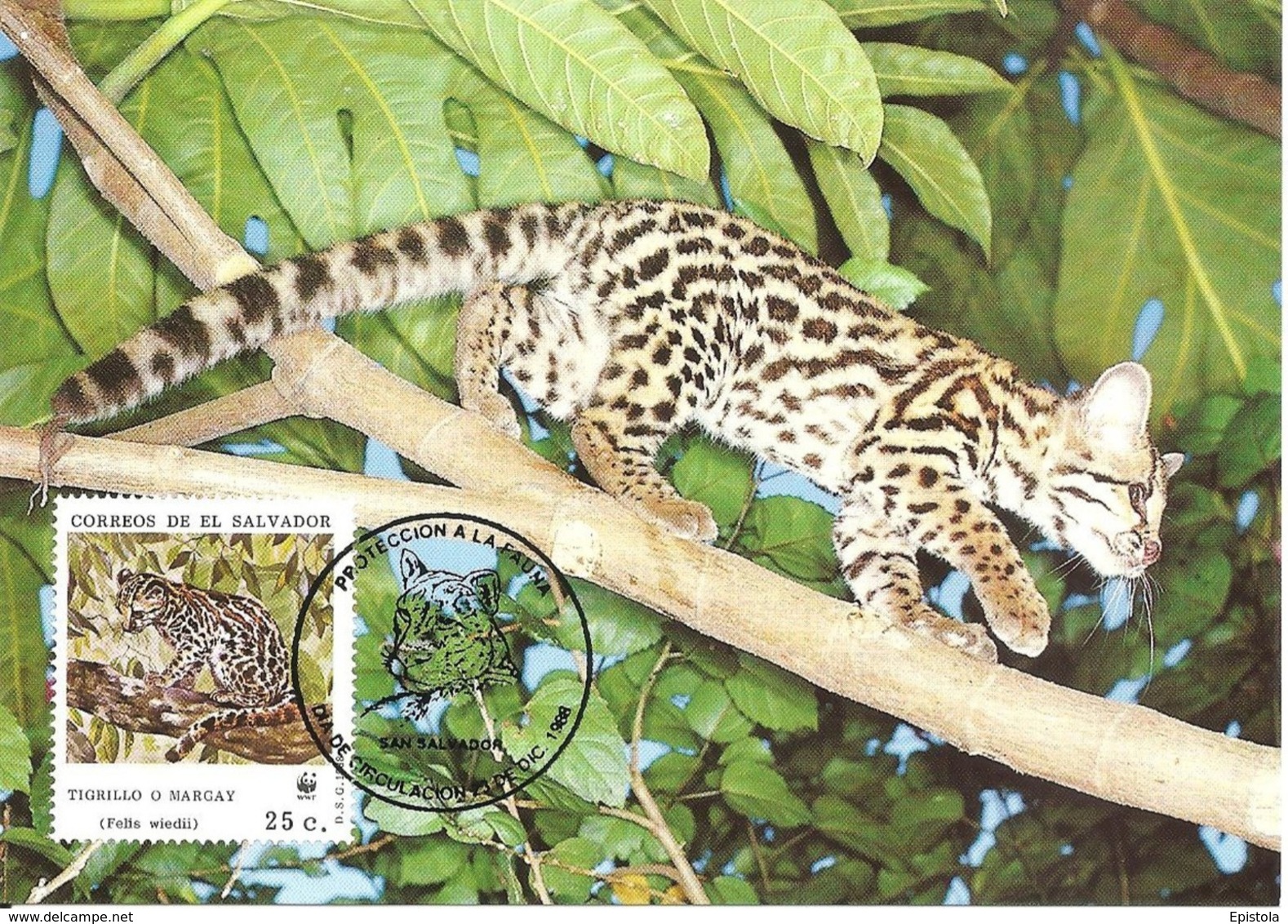 1988 - SALVADOR - Margay - Chat Tigre  - WWF - El Salvador