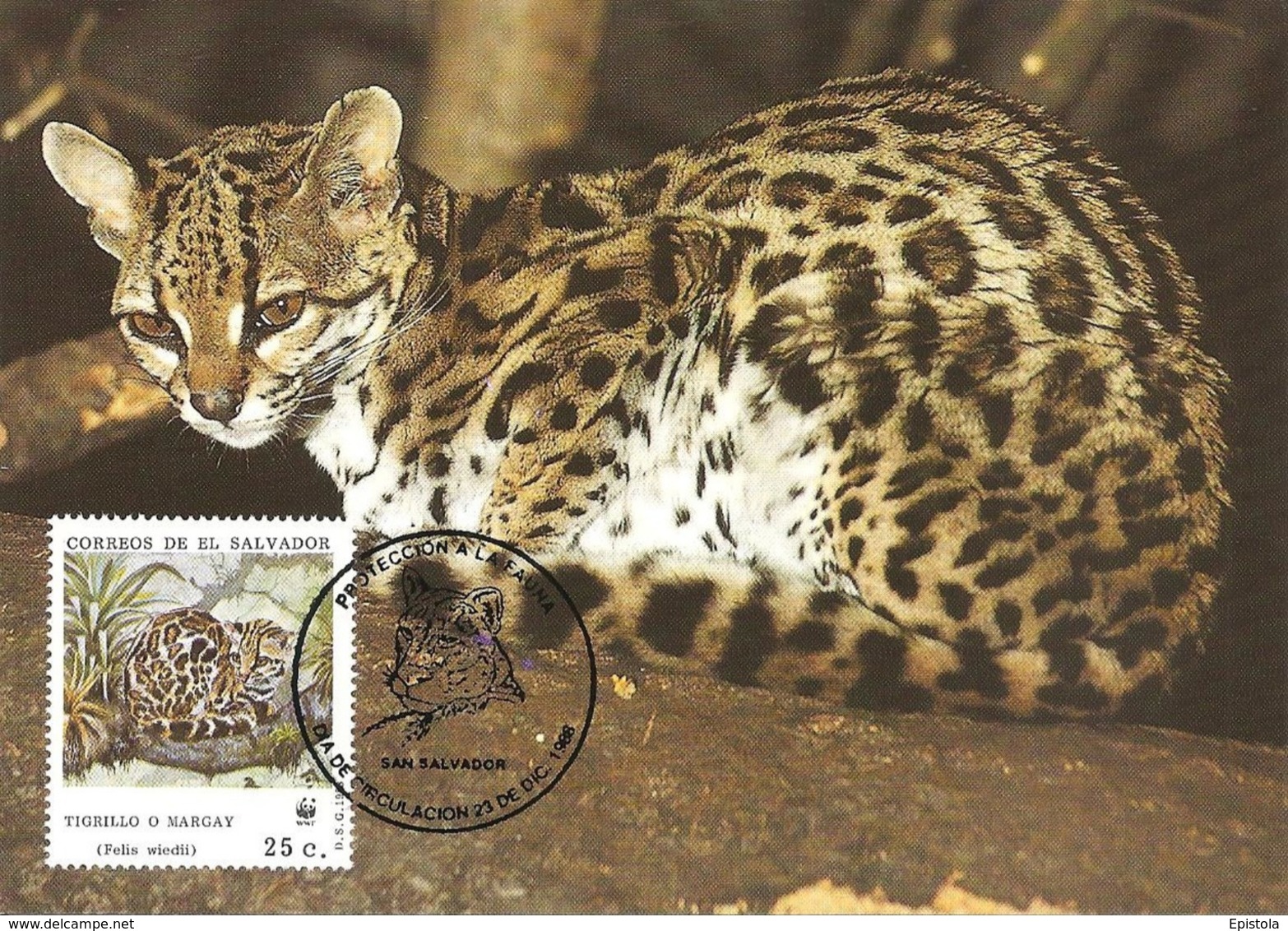 1988 - SALVADOR - Margay - Chat Tigre  - WWF - El Salvador